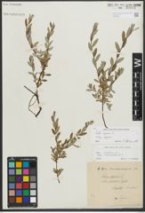 Foto von Salix repens subsp. repens L.